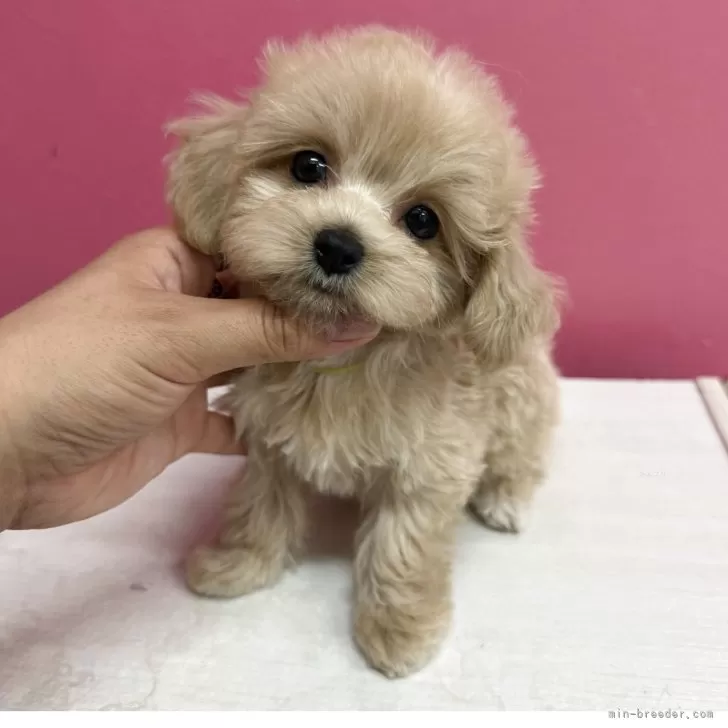 ID：2508-05313の子犬