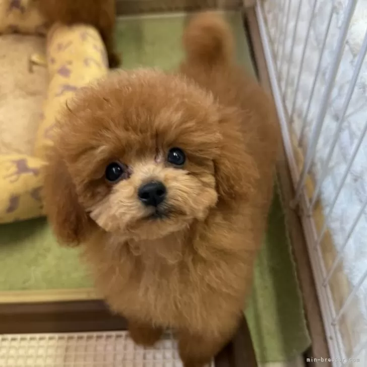 ID：2410-00688の子犬