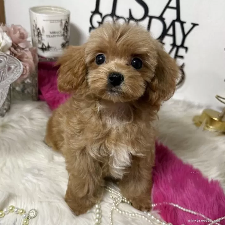 ID:2507-07242の子犬