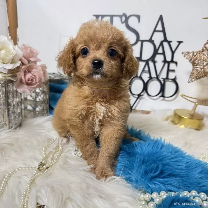 ID:2508-07943の子犬