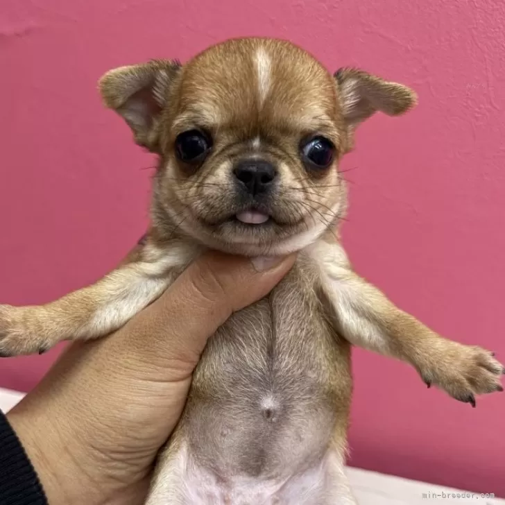 ID:2412-02096の子犬