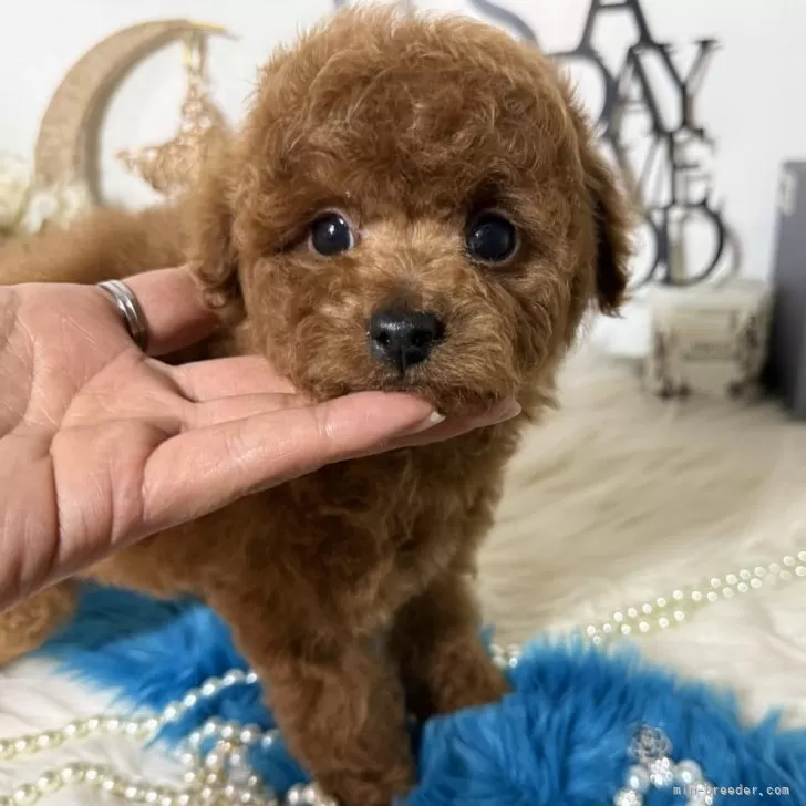 ID：2501-05455の子犬