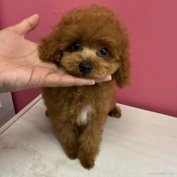 ID:2410-00689の子犬