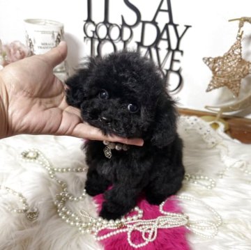 タイニープードル【大阪府・女の子・2025年9月10日・ブラック】の写真「毛量抜群🐩」
