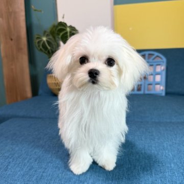 マルチーズ【大阪府・女の子・2025年7月15日・ホワイト】の写真「お目目クリクリの女の子👧」