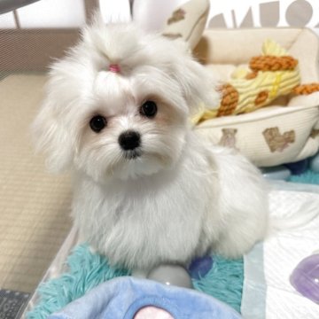 マルチーズ【大阪府・女の子・2025年7月15日・ホワイト】の写真「小ぶりの女の子👧」