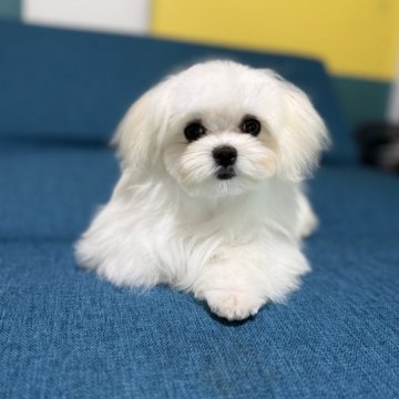 マルチーズ【大阪府・女の子・2025年7月15日・ホワイト】の写真「お鼻の短い女の子👧」