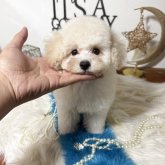 トイプードル(トイ)