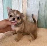 チワワ(ロング)