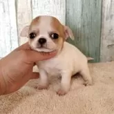 チワワ(スムース)