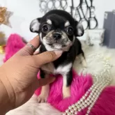 チワワ(スムース)【大阪府・女の子・2024年11月2日・ブラックタン】の写真1