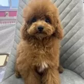 タイニープードル