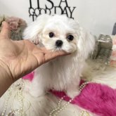 マルチーズ