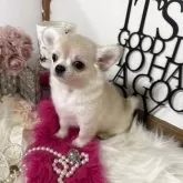 チワワ(ロング)【大阪府・女の子・2025年8月2日・クリーム】の写真7