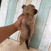 チワワ(ロング)【大阪府・女の子・2025年9月13日・フォーン】の写真2