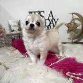 チワワ(ロング)【大阪府・女の子・2025年8月2日・クリーム】の写真8