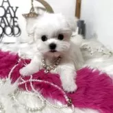 マルチーズ【大阪府・女の子・2025年7月15日・ホワイト】の写真3