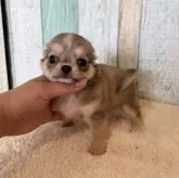 チワワ(ロング)【大阪府・女の子・2025年9月13日・フォーン】の写真3