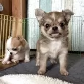 チワワ(ロング)【大阪府・女の子・2025年9月13日・フォーン】の写真5