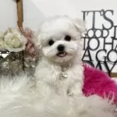 マルチーズ【大阪府・女の子・2025年7月15日・ホワイト】の写真7