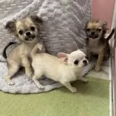 チワワ(ロング)【大阪府・女の子・2024年9月17日・フォーン】の写真5「左の子」