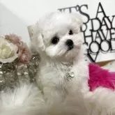 マルチーズ【大阪府・女の子・2025年7月15日・ホワイト】の写真8