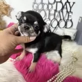 チワワ(スムース)【大阪府・女の子・2024年11月2日・ブラックタン】の写真9