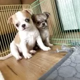 チワワ(スムース)【大阪府・女の子・2025年9月13日・ホワイト&レッド】の写真8