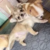 チワワ(ロング)【大阪府・女の子・2025年9月13日・フォーン】の写真8