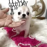 チワワ(ロング)【大阪府・女の子・2025年8月2日・クリーム】の写真13