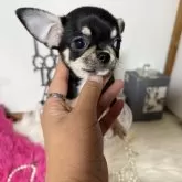 チワワ(スムース)【大阪府・女の子・2024年11月2日・ブラックタン】の写真11