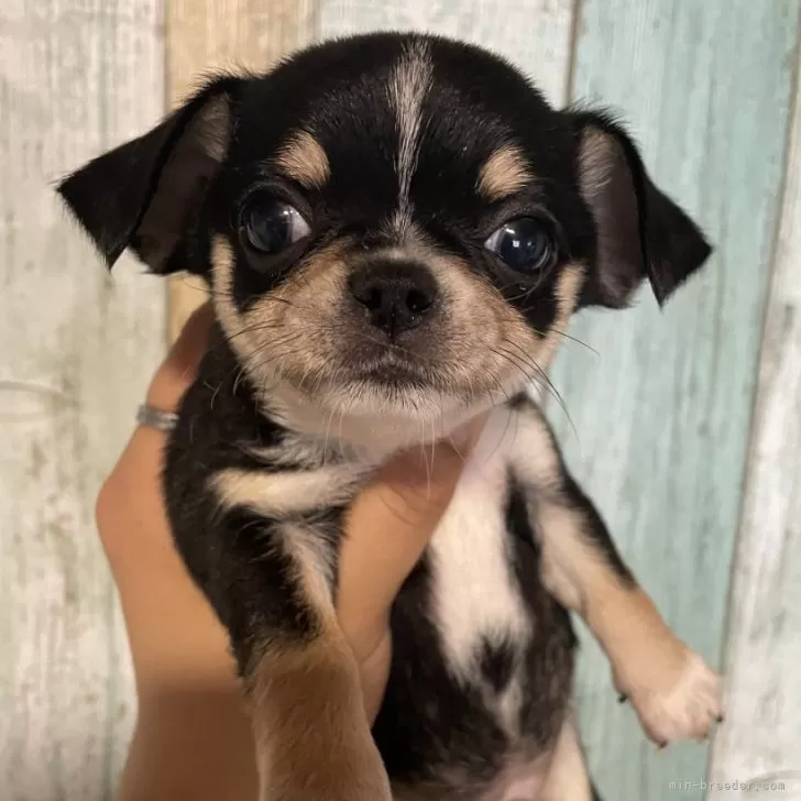 ID：2406-00621の子犬