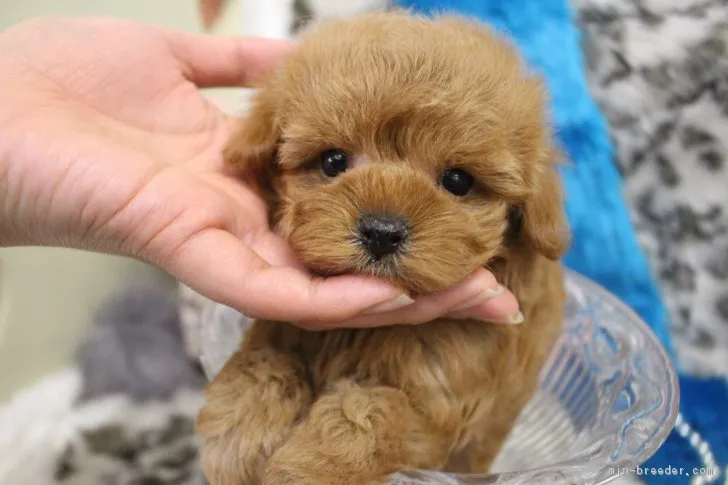 ID：1902-02442の子犬