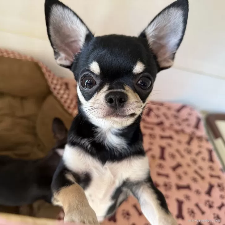 ID：2410-04591の子犬