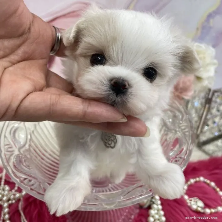 ID：2311-03975の子犬