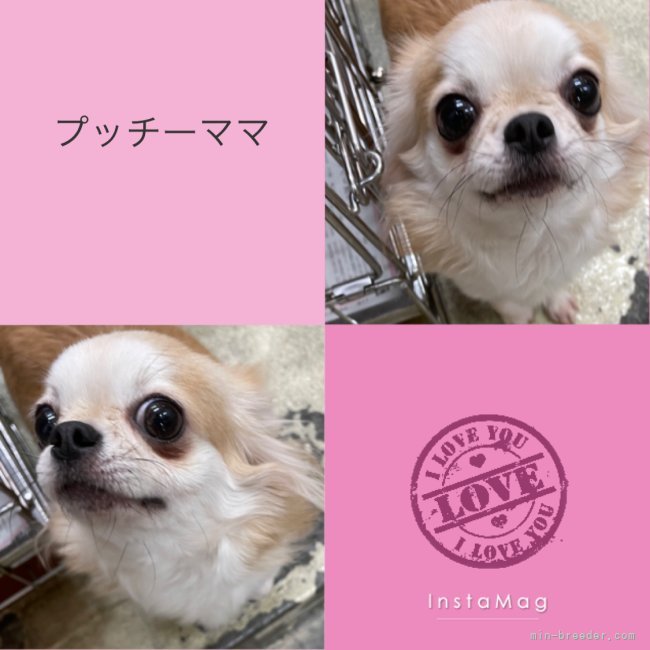 チワワ(ロング)【・女の子・2020年9月10日・レッド】