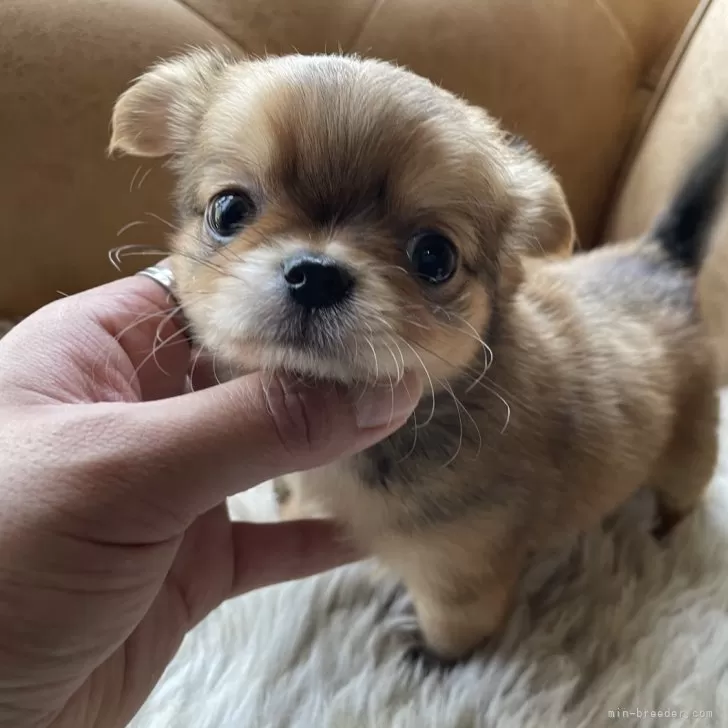 ID：2404-06910の子犬