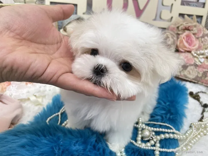 ID：2112-01797の子犬