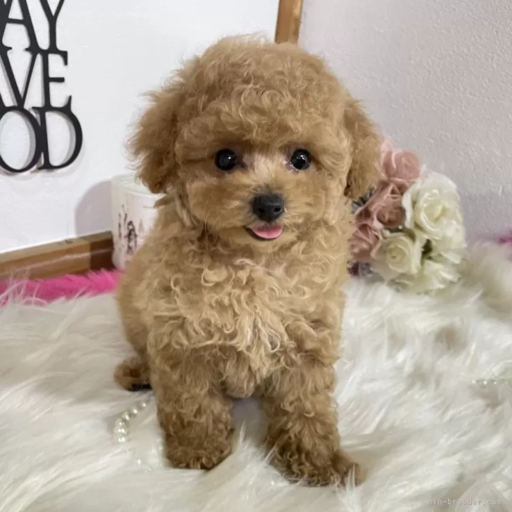 ID：2406-03091の子犬