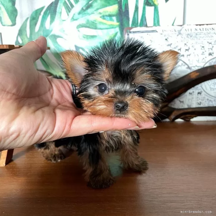 ID：2403-03240の子犬