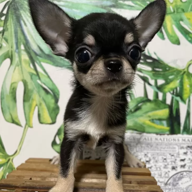 ID：2406-04945の子犬