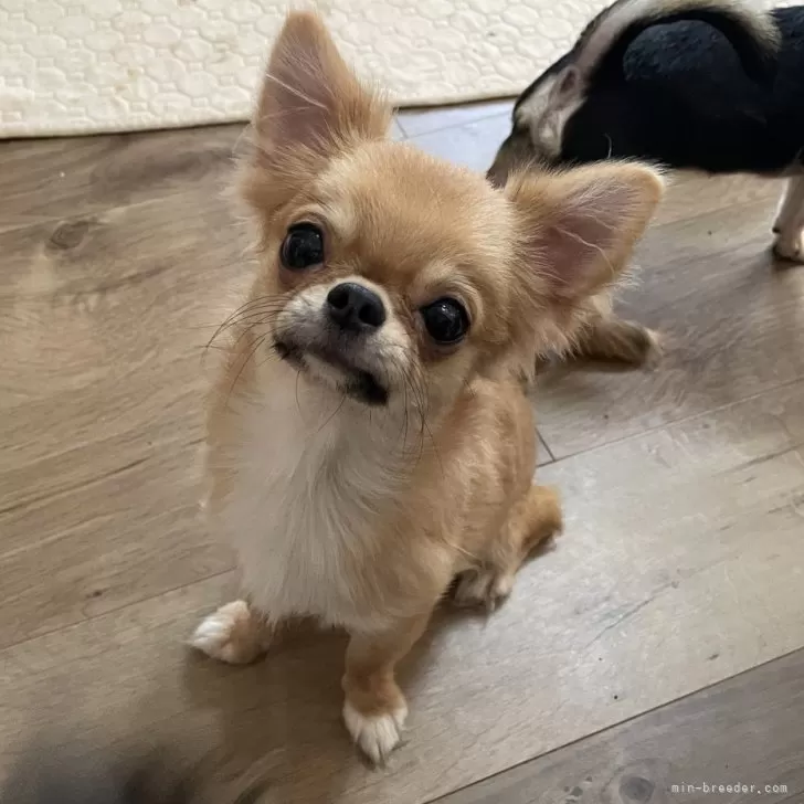 ID:2406-04292の子犬