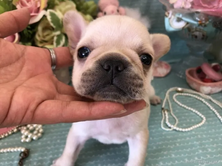 ID：1808-01289の子犬