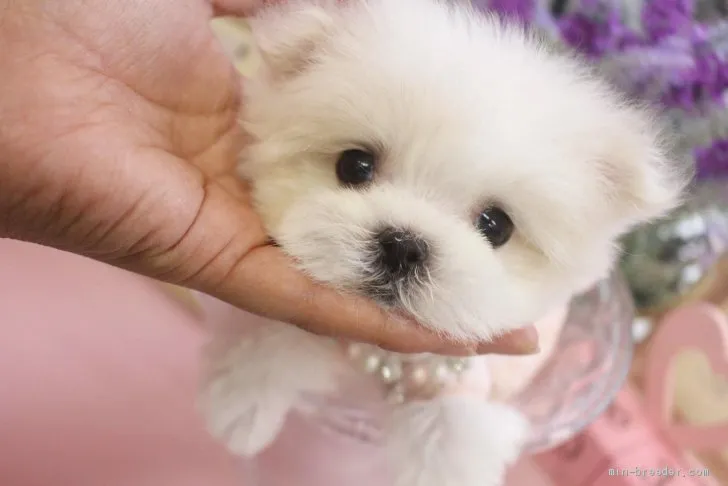 ID:2010-00446の子犬