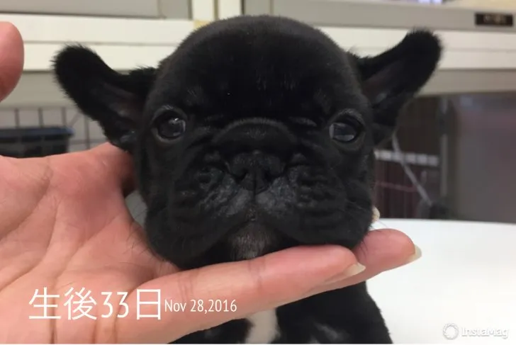 ID：1611-01707の子犬