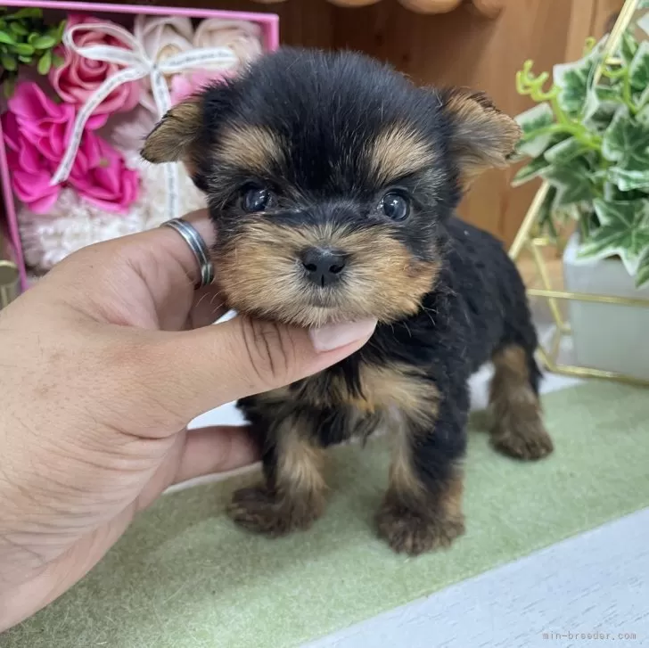 ID：2409-00583の子犬