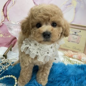トイプードル(タイニー)【大阪府・男の子・2023年4月12日・アプリコット】の写真「イケメンダッフィー君💛」