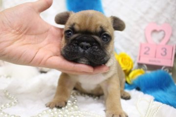 フレンチブルドッグ【大阪府・男の子・2019年2月20日・フォーン】の写真「ぷくぷく男前君♪♪」