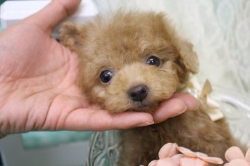 トイプードル(ティーカップ)【大阪府・男の子・2016年10月20日・アプリッコト】の写真「超小ぶりの僕ちゃん♪」
