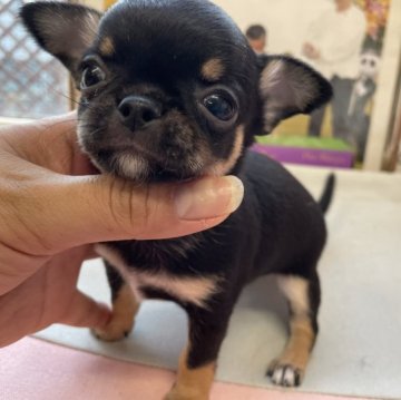 チワワ(スムース)【大阪府・女の子・2023年10月17日・ブラックタン】の写真「黒パグちゃんみたい😂」